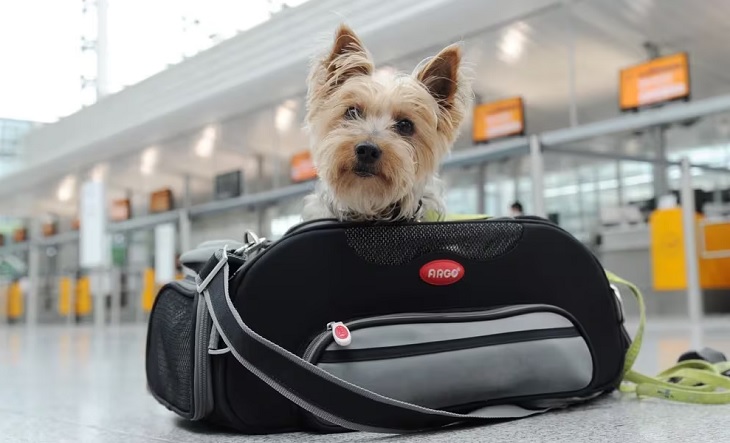 Un Nuevo Sistema Digital Para Tramitar El Viaje Con Mascotas A Cuatro ...