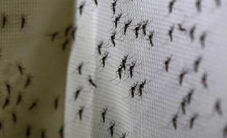 Sigue la invasión de mosquitos en el AMBA: alertan por el riesgo de  encefalitis equina - El1 Digital