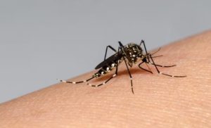 Dengue